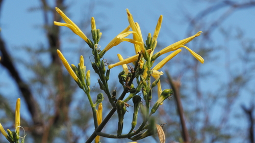 Justicia californica (chuparosa) (alternate view 2)