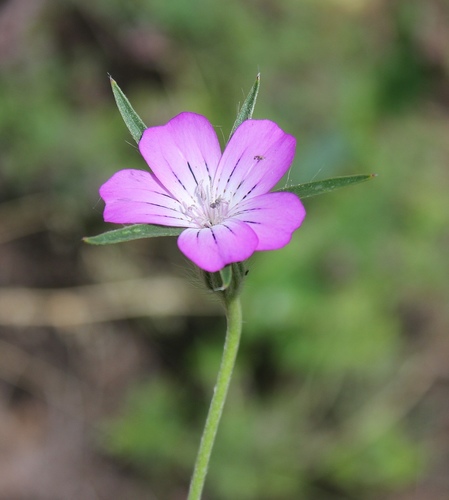 Agrostemma githago (corn cockle)