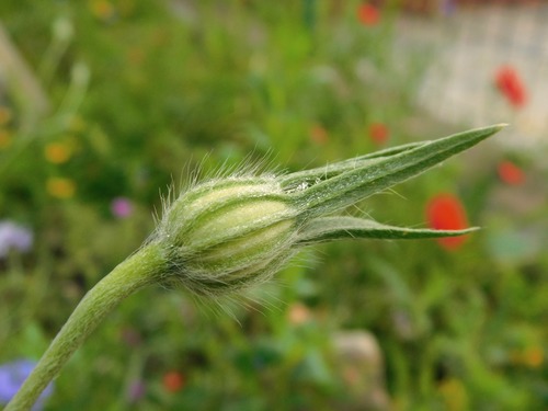 Agrostemma githago (corn cockle)