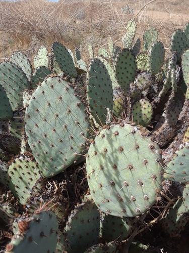 Opuntia × vaseyi (Vasey's Pricklypear)