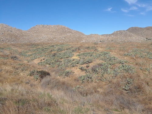 Opuntia × vaseyi (Vasey's Pricklypear) (alternate view 2)