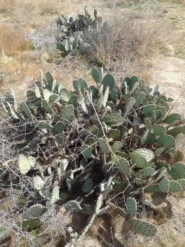 Opuntia × vaseyi (Vasey's Pricklypear) (alternate view 4)