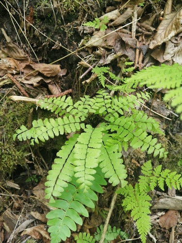 Adiantum pedatum (Northern Maidenhair Fern)