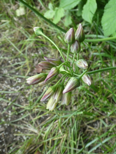 Allium siculum (alternate view 5)