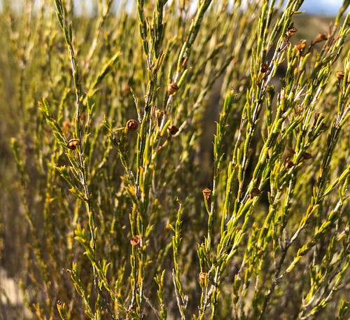 Hysterobaeckea behrii (Broom Baeckea) (alternate view 4)
