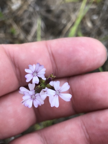 Buchnera floridana (Florida bluehearts)