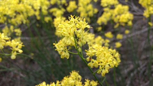 Glischrocaryon behrii (golden pennants)