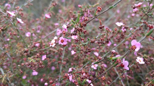 Euryomyrtus ramosissima (Rosy Heath-myrtle) (alternate view 6)