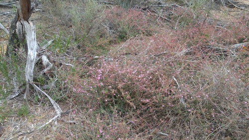 Euryomyrtus ramosissima (Rosy Heath-myrtle) (alternate view 7)