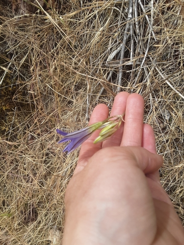 Brodiaea elegans (Harvest Brodiaea) (alternate view 4)