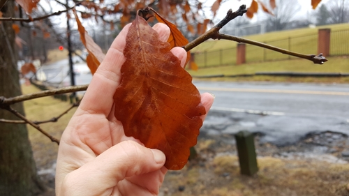 Quercus michauxii (swamp chestnut oak) (alternate view 9)