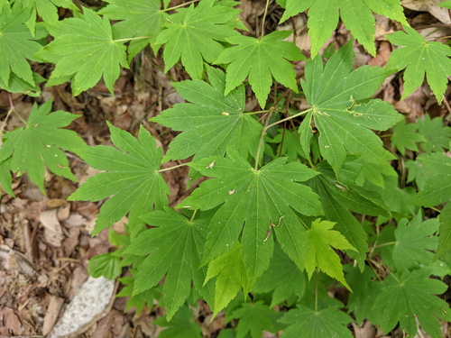 Acer sieboldianum (Siebold Maple)