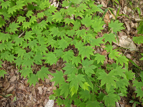 Acer sieboldianum (Siebold Maple) (alternate view 2)