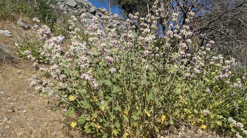 Malacothamnus (bushmallows) (alternate view 5)