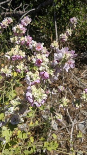 Malacothamnus (bushmallows) (alternate view 2)