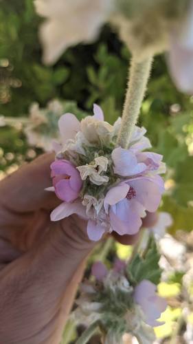 Malacothamnus (bushmallows) (alternate view 6)