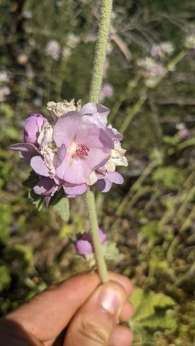 Malacothamnus (bushmallows) (alternate view 3)