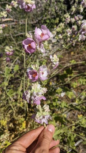 Malacothamnus (bushmallows) (alternate view 4)