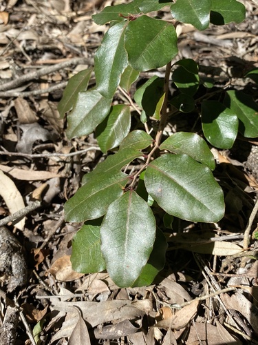 Diospyros geminata (scaly ebony)