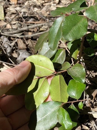 Diospyros geminata (scaly ebony) (alternate view 2)