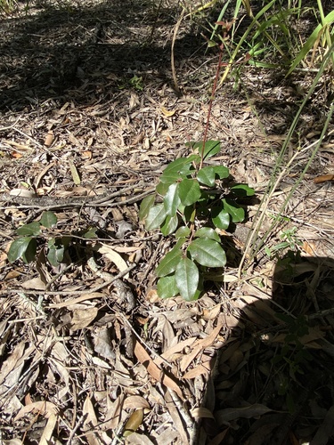 Diospyros geminata (scaly ebony) (alternate view 3)