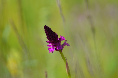 Anacamptis pyramidalis (pyramidal orchid)