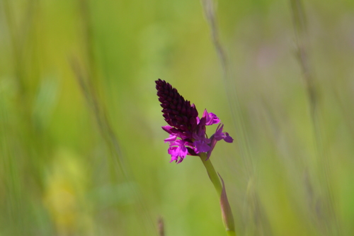 Anacamptis pyramidalis (pyramidal orchid)