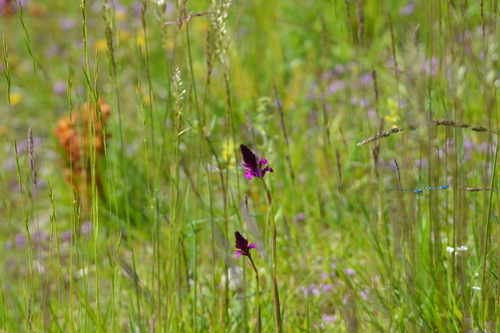 Anacamptis pyramidalis (pyramidal orchid)
