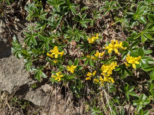 Draba aizoides (Yellow Whitlow Grass)
