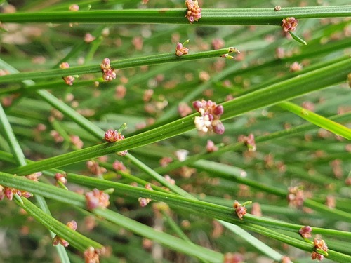 Amperea xiphoclada (Broom Spurge) (alternate view 5)