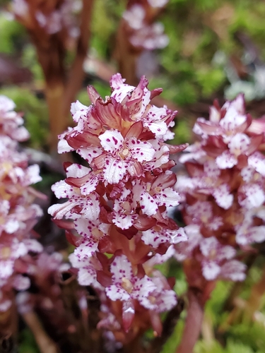 Corallorhiza maculata (spotted coralroot) (alternate view 6)