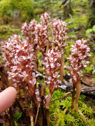 Corallorhiza maculata (spotted coralroot) (alternate view 7)