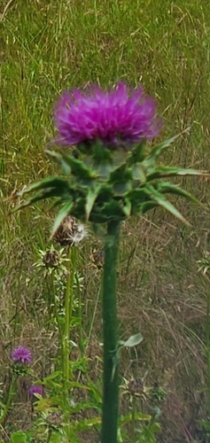 Silybum marianum (milk thistle)