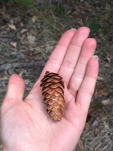 Picea × albertiana (Interior Spruce) (alternate view 2)