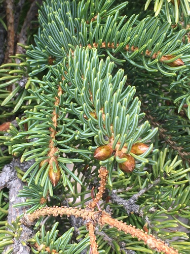 Picea × albertiana (Interior Spruce) (alternate view 3)