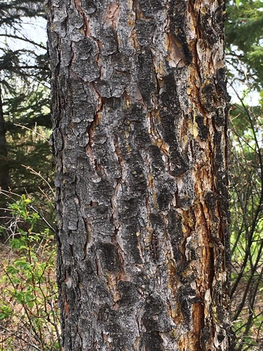 Picea × albertiana (Interior Spruce) (alternate view 4)