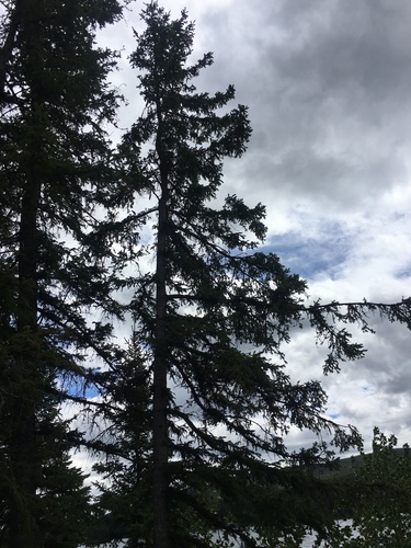 Picea × albertiana (Interior Spruce) (alternate view 5)