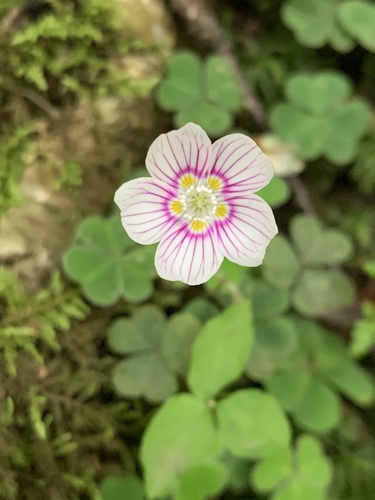 Oxalis montana (mountain woodsorrel) (alternate view 5)