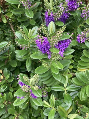 Veronica × franciscana (Hedge Veronica) (alternate view 7)