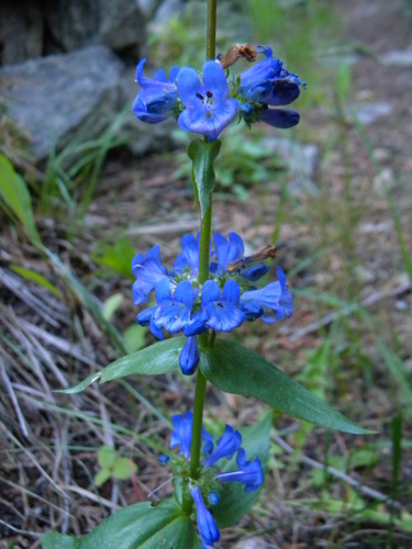 Penstemon pruinosus (Chelan Penstemon) (alternate view 2)