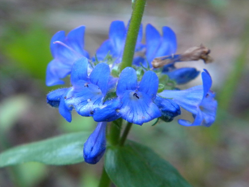 Penstemon pruinosus (Chelan Penstemon) (alternate view 3)