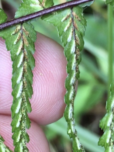 Asplenium platyneuron (ebony spleenwort)