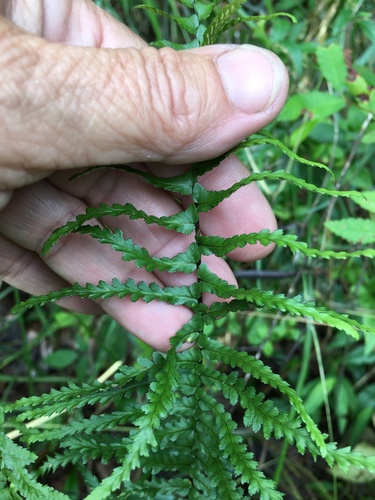 Asplenium platyneuron (ebony spleenwort)