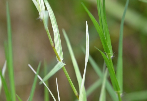 Cynodon dactylon (Bermuda Grass) (alternate view 4)