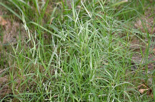 Cynodon dactylon (Bermuda Grass) (alternate view 5)