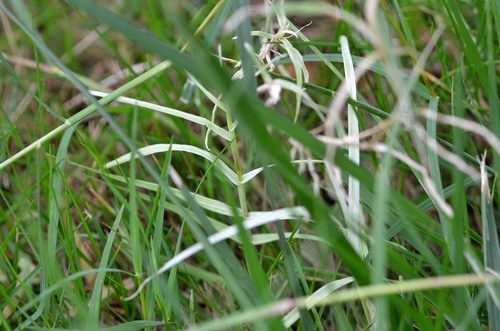 Cynodon dactylon (Bermuda Grass) (alternate view 6)