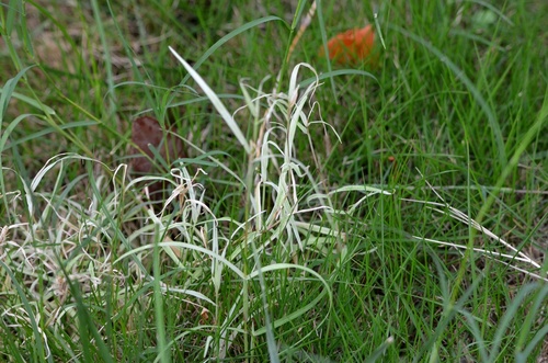 Cynodon dactylon (Bermuda Grass) (alternate view 7)