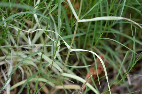Cynodon dactylon (Bermuda Grass) (alternate view 8)