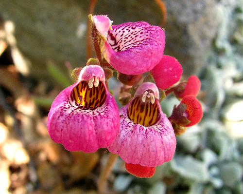 Calceolaria (Slipper flowers) (alternate view 6)