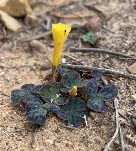 Oxalis purpurea (Purple woodsorrel) (alternate view 5)